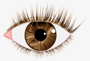 Eye Lashes Images - Brown Eyes Png Transparent #348873