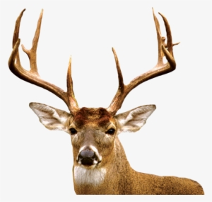 Deer - Meibomian Gland #348962