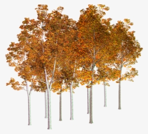 Paradiso Autumn-trees - Grove #349049