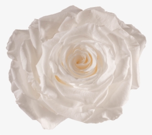 Preserved Rose Pure White - Rose #349534