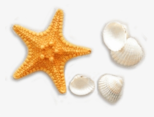 Seashell Vector Png Hermosa Beach Vacation Packages - Seashells And Starfishes Pattern #349553
