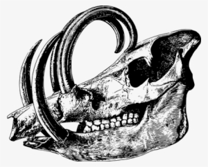 Animal Bone Head Mammal Skeleton Skull Ske - Anatomical Animal Skeleton Mugs #349677