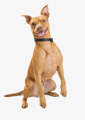 Smiling Dog - Smiling Dog Png #3400573