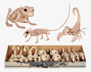 Skeleton - Seasons (hk) Ltd. Skeleton Frog #3401809