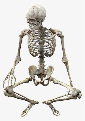 Skeleton Png - Skull Body Human Anatomy #3401811