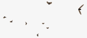 Midges - Wiki #3402914 Midges - Wiki #3402914