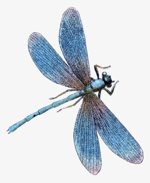 Turquoise Dragonfly Clipart Dragonfly Tile Turquoise - Dragonfly Cross Stitch Pattern #3404287