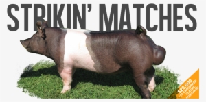 Strikin' Matches - Domestic Pig #3405478