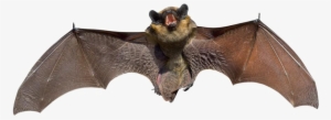 Real Bat Png Background Image - Bats Animal #3406129