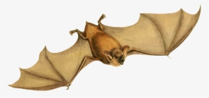 Mystacina Tuberculata Bat - New Zealand Lesser Short-tailed Bat #3406360