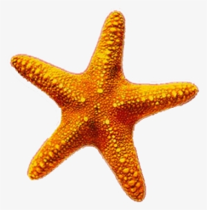 Estrellas De Mar Png #3409072