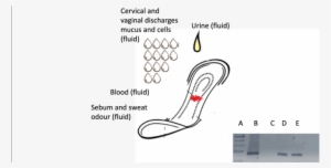 Medical Adsorbent Surgical Bandages As " Adsorber " - Cancer #3411711