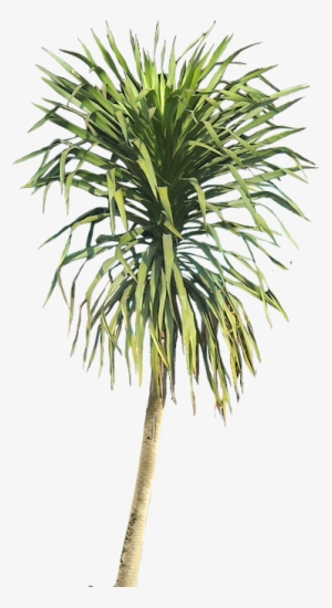 Dacreana01l Tree Psd, Plant Texture, Architecture Graphics - Dracena Draco Png #3412906