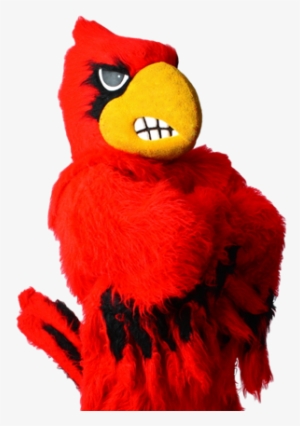 First Name Last Name Date Of Birth Email Parents Email - Louisville Cardinal Mascot Png #3415021