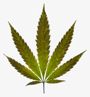 Marijuana Leaf - Real Marijuana Leaf #3421433