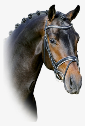 Zack/sunny Boy/donnerhall - Startpage #3425217