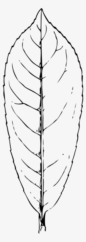 How To Set Use Laurel Leaf Clipart - Laurel Leaf Clipart Black And White #3426163