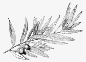 Laurel Leaves, A Symbol Of Honor In Ancient Greece - Laurel Tree Drawing #3426489