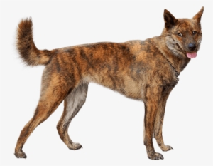 Appearance Of Kai Ken - Kai Ken Dog #3427627