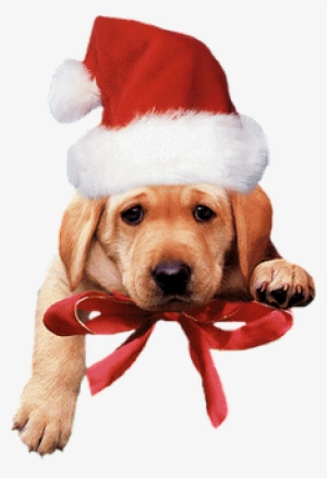 Albanês Gëzuar Krishtilindjen - Fun Saying Merry Christmas #3427766