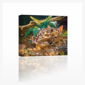 Doe Curled Up - New York City Department Of Education #3428922