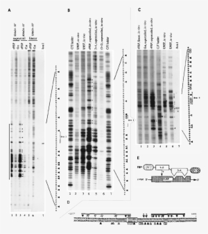 Fbp Binds To Fuse In Supercoiled But Not Linear Dna - Architecture #3430206