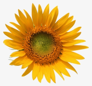 Sunflower Transparent Image Gallery - Sun Flower - Free Transparent PNG ...