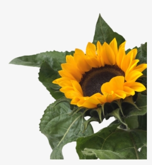 Sunflower Png Tumblr - Sunflower #3431496