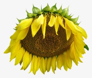 Transparent Sunflower - Tumblr #3431520