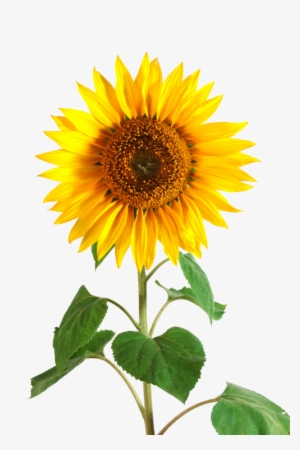 Sunflower Png Tumblr Download - Helianthus Annuus Sunflower Stem #3431598