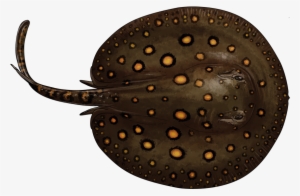 Potamotrygon Motoro - Rayas De Agua Dulce #3440944