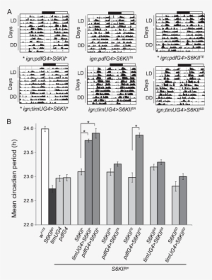 Pseudo-phosphorylated S6kii Rescues The S6kii Ign Short - Document #3446260