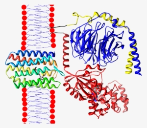 Rhodopsin-transducin - Rhodopsin #3448269 Rhodopsin-transducin - Rhodopsin #3448269