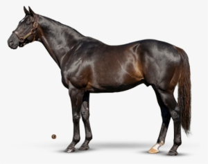 More Than Ready - Collecta Dartmoor Pony #3457646