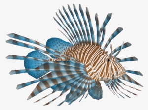 Lionfish #3457992