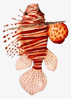 Lionfish-beachwear - Lionfish #3458095
