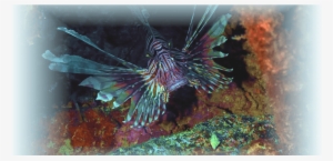 Prevnext - Underwater #3458191