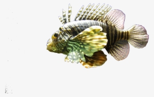 Full Size - Lionfish #3458453