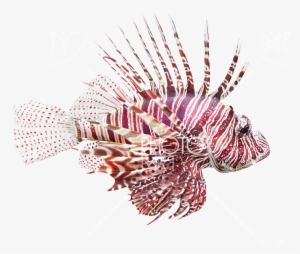 Fish - Fish Lionfish, Pterois Volitans Bath Rug Gear New #3458594