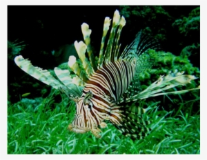 Ability To Adapt - Food #3458719