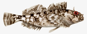 Cabezon Fish Png #3458744