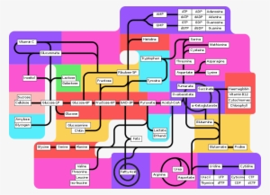 The Template[edit] - Metabolic Pathways #3460289