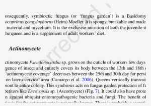 Gongylidium Shown By Black Arrows , Specific Spheroid - Gongylidia #3461841