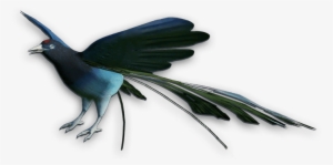 Bird Of Paradise - Birds Of Paradise Png #3465978