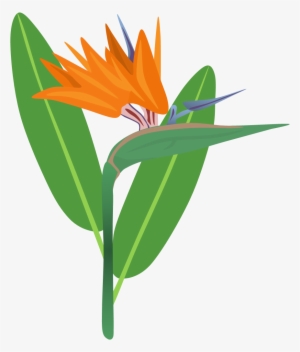Bird Of Paradise Clipart - Birds Of Paradise Png #3466001