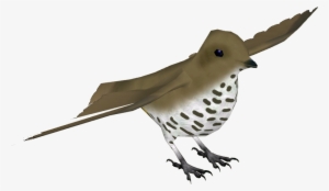 King Of Saxony Bird Of Paradise F - Wren #3466116