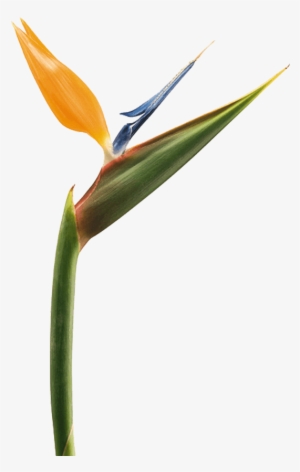 Bird Of Paradise Transparent #3466147