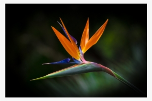 Bird Of Paradise #3466195