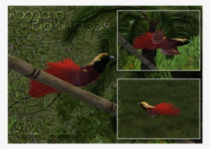 Raggiana Bird Of Paradise - Zt2 Bird Of Paradise #3466222