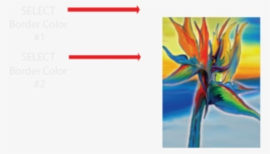 Bird Of Paradise #3466271